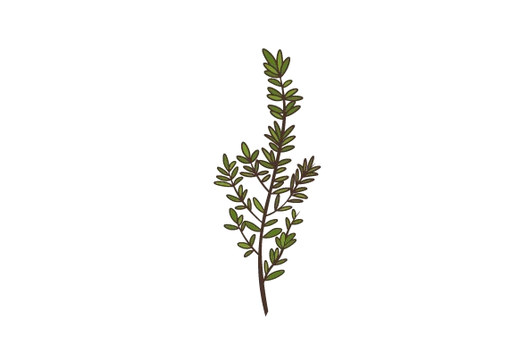 Thyme Twig